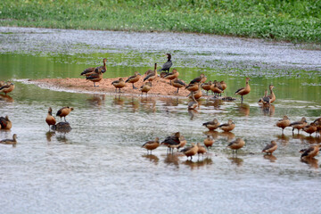 flock Lesser Whistling Duck  is on a water