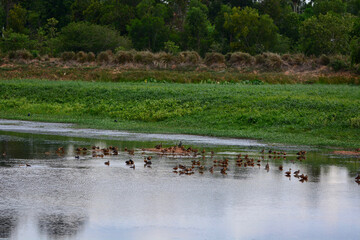 flock Lesser Whistling Duck  is on a water