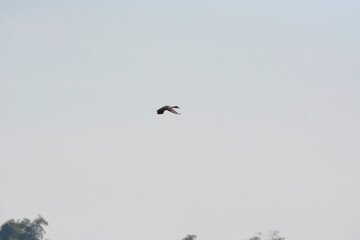 Lesser Whistling Duck is flying