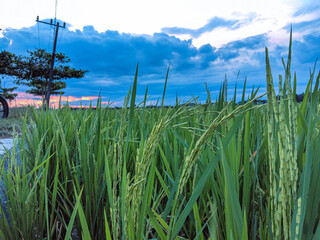 Fototapeta premium green grass and blue sky