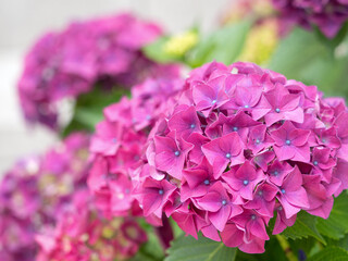 雨上がりのアジサイの花