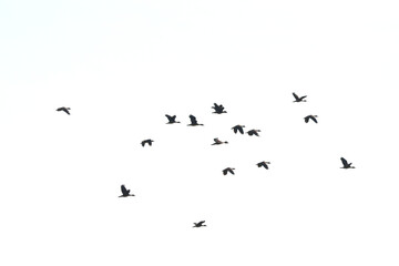 a flock of Lesser Whistling Duck is flying