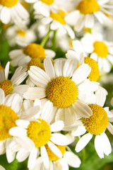 Little beautiful daisies close up. Selective focus