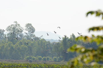 a flock of Lesser Whistling Duck is flying