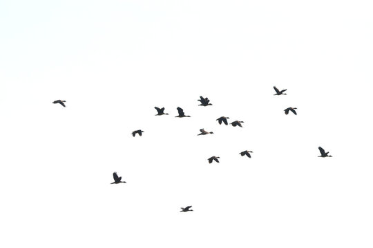 a flock of Lesser Whistling Duck is flying © pangcom