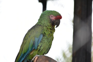 Parakeet IV.