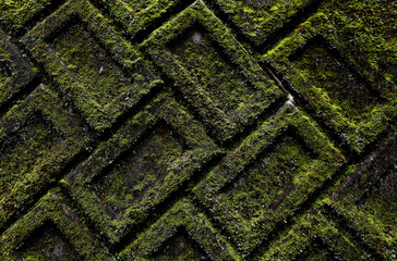 Old textured brick wall completely covered in moss