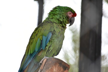 Parakeet I.