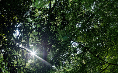 Looking up at the sun through the thick canopy of a temperate forest in summer