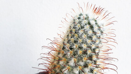 cactus plant isolated on white background