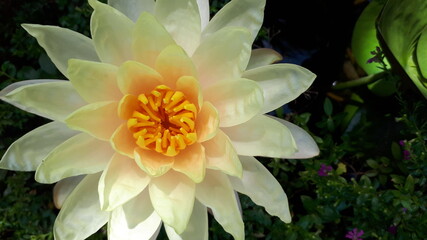 beautiful White lotus with yellow pollen