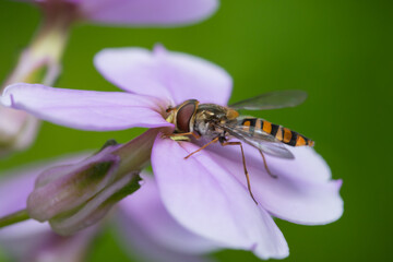 insecta, blume, makro, bees, fliege, natur, gelb, badgered, green, tier, 