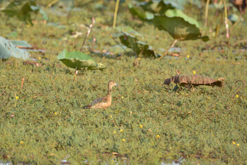 a Lesser Whistling Duck is on a water grass