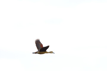 a Lesser Whistling Duck is flying