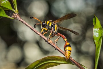 aMacro image of yellow paper wasp hanging on a twig and isolated on a black background