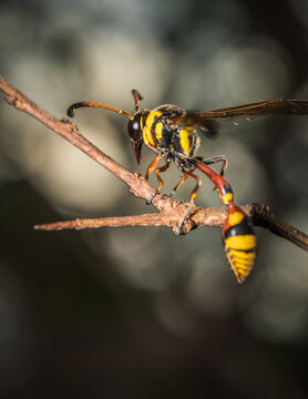 aMacro image of yellow paper wasp hanging on a twig and isolated on a black background