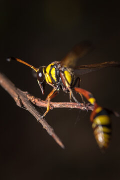 Close up image of yellow paper wasp on a twig