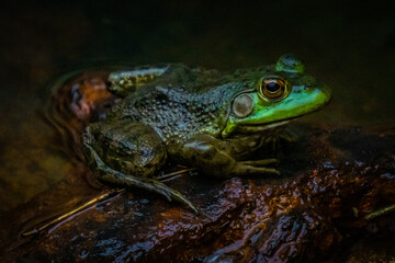 Closeup of green frog on a rusty pipe, side view