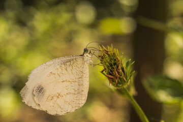 Beautiful view of a small white butterfly sitting an a grass plants