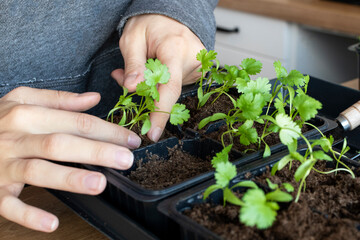 Young white woman caring for seedlings at home close-up. Selective focus