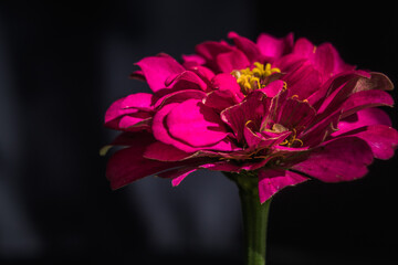 Close up of zinnia flowers head isolated on black background