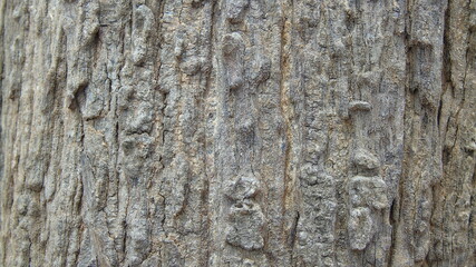 old wood background