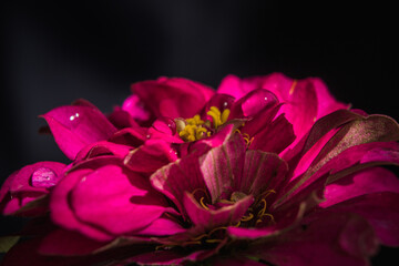 Beautiful image of pink zinnia flower head in close up and isolated on black background
