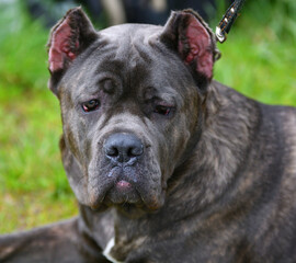 Dog breed Cane-Corso on a walk