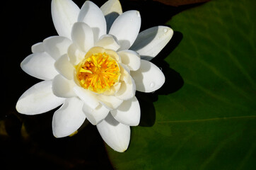 White Lily on a green leaf on the water. Flora and fauna. A White flower blooms. The view from the top. Close-up view.