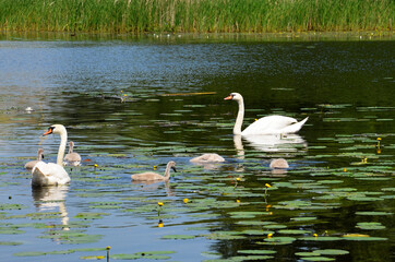 White, adult swans with small geese swim on the lake among the water lilies. Swans hissing birds of passage. Wild bird.