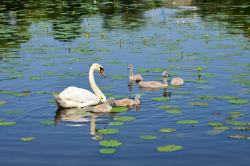 Baby swans swim with a goose in the river. The white Swan protects the little goslings. Wild birds, migratory birds. Close up. Near.