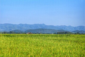 rice field in the mountains with HDR picture.