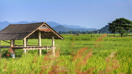 Fototapeta na wymiar A hut in a lush rice field. 