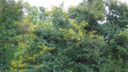 green moss on the tree