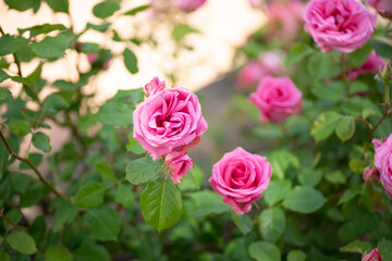 pink roses in garden