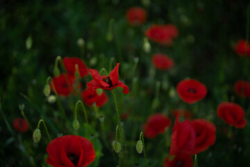 red poppy flowers