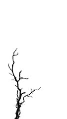 isolated dry wood on a white background for design