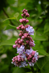 purple lilac flower on a background of green leaves close up