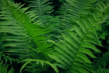 Bush of a beautiful green bright fern close up