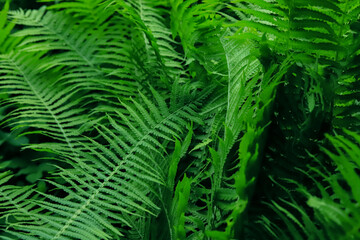 Bush of a beautiful green bright fern close up