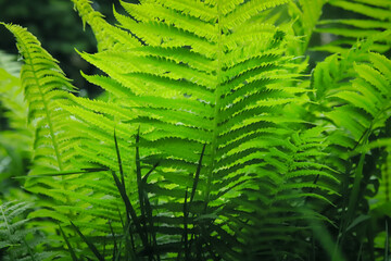 Bush of a beautiful green bright fern close up