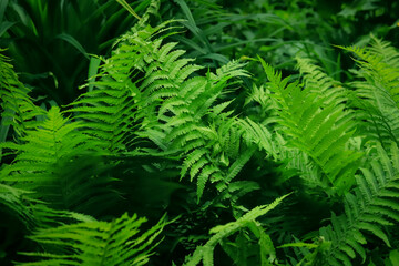 Bush of a beautiful green bright fern close up