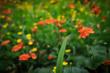 Obraz premium beautiful glade of bright red and yellow flowers on a background of green grass close up