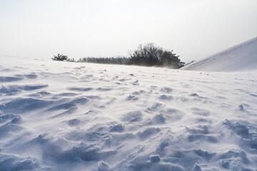 Fototapeta na wymiar Windy winter snow field with trees in Daegwallyeong Sheep Ranch in South Korea.