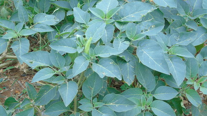 green leaves background