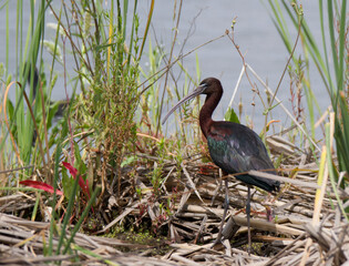 Glossy Ibis at Marievale Bird Sanctuary South Africa