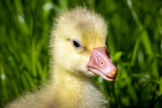 Yellow 3 day old gosling on green grass close-up.