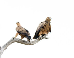 A pair of Tawny Eagles getting ready to hunt in the Kruger Park South Africa