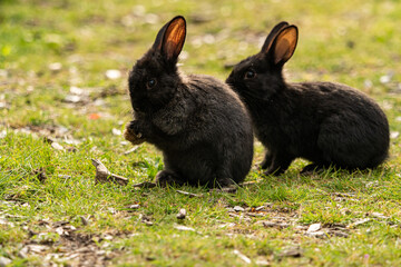 two cute black bunnies on grass field with one licking its paws and one eating behind it