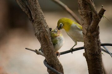 Warbling white eye mother bird feeding his baby showing mothers love on branch of plant  showing its love to the baby
